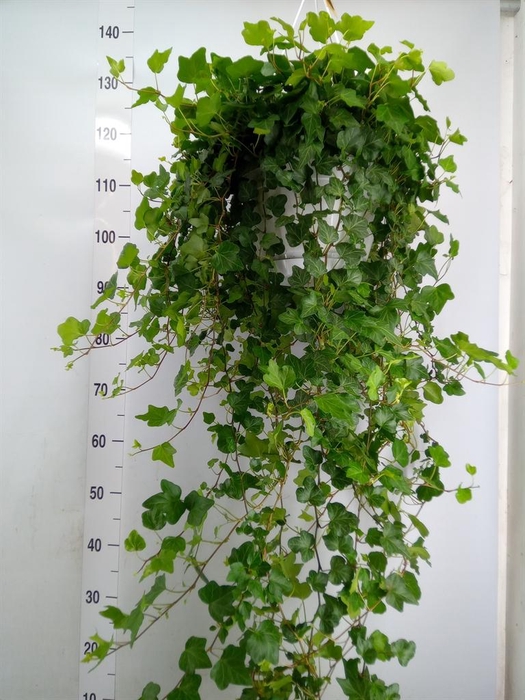 <h4>Hedera helix 'Wonder'</h4>