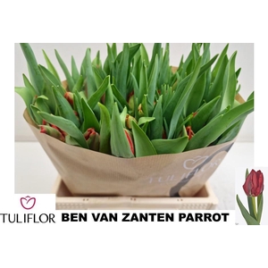 TU PA B V ZANTEN PAR