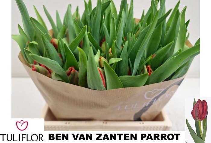 <h4>TU PA B V ZANTEN PAR</h4>