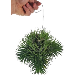 Tillandsia ionantha clumb green XXL