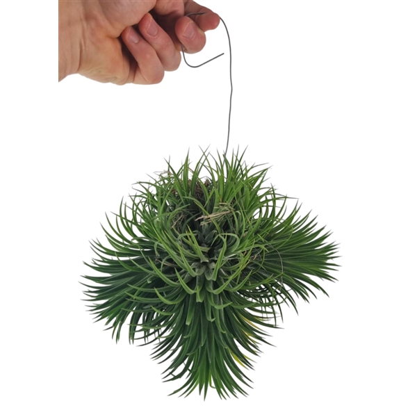 <h4>Tillandsia ionantha clumb green XXL</h4>