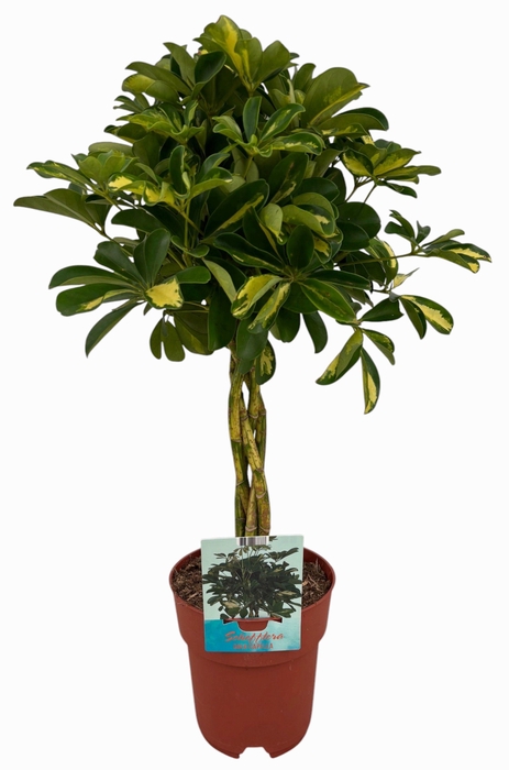<h4>Schefflera Gold Capella gevlochten stam ( Peat Free / Veenvrij)</h4>