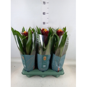 Guzmania  'Akabar'