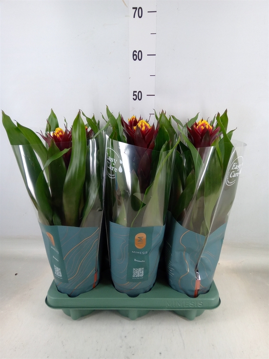<h4>Guzmania  'Akabar'</h4>