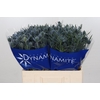 Eryngium Blue Dynamite