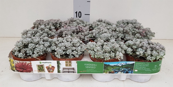 <h4>Sedum spathulifolium 'Cape Blanco'</h4>