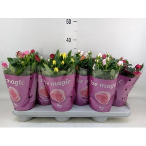 Rosa  'Beau Monde'   ...mix