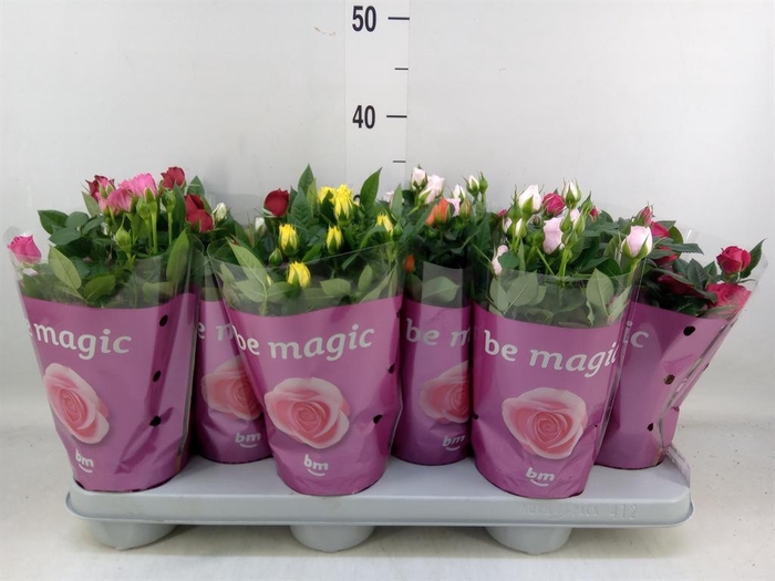 <h4>Rosa  'Beau Monde'   ...mix</h4>