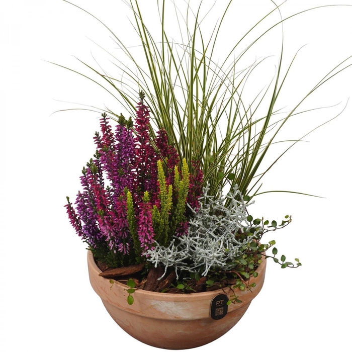 <h4>Arr.   Tuinplanten L%</h4>