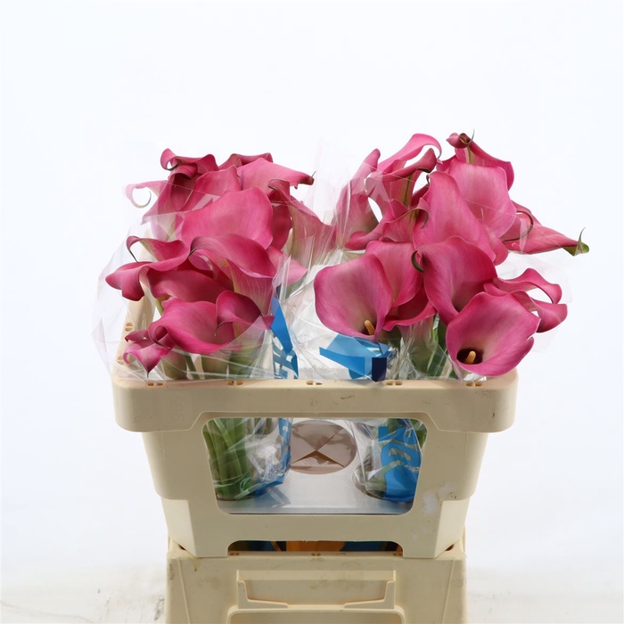 <h4>Calla Zazu</h4>