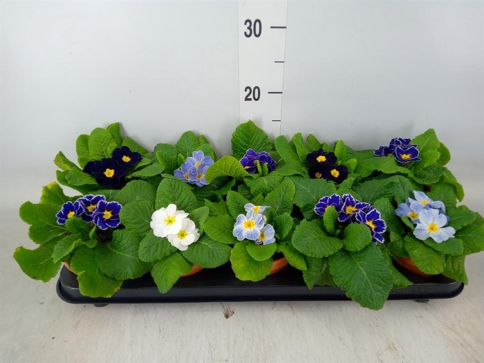 <h4>Primula ac.   ...</h4>