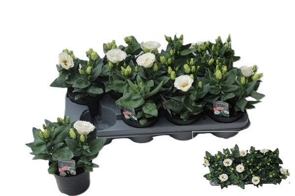 <h4>EUST JULIETTA WHITE</h4>