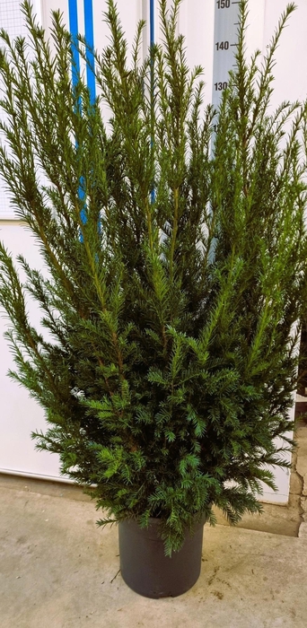 <h4>TAXUS M GROENLAND</h4>