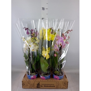 Phalaenopsis   ...mix  4