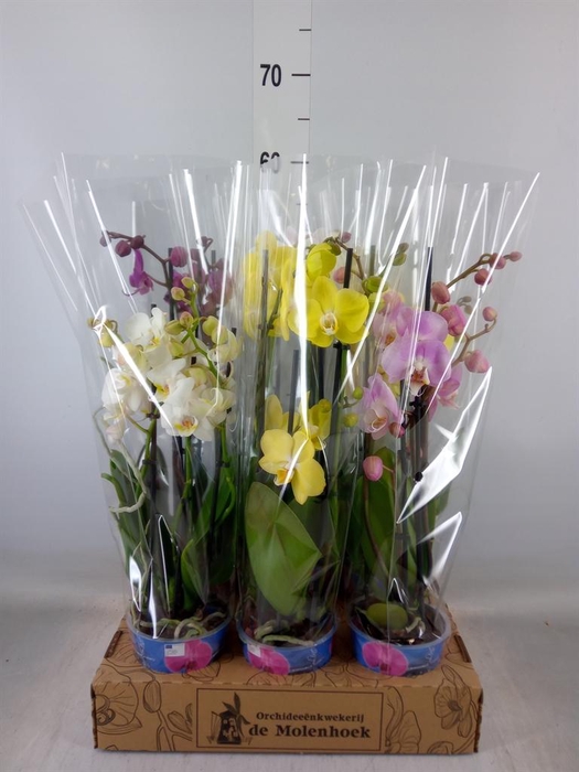 <h4>Phalaenopsis   ...mix  4</h4>