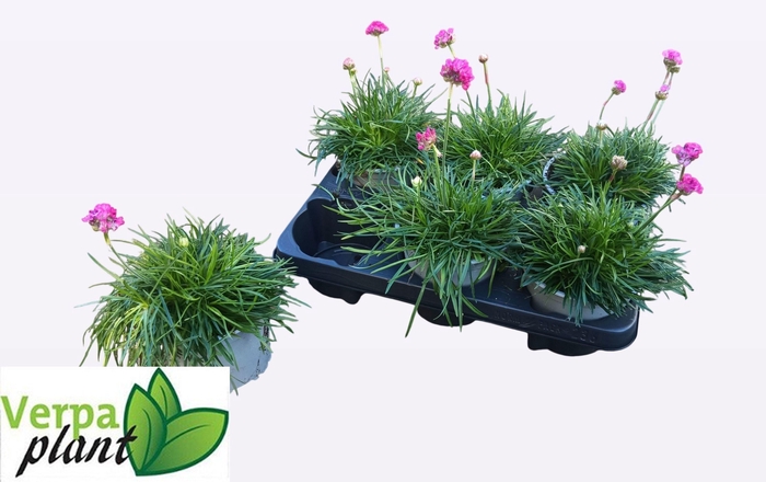 <h4>ARME MAR SPLENDENS</h4>