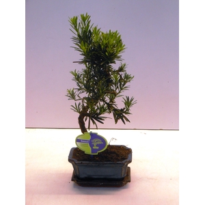 Podocarpus macrophyllus, 15cm., shape, with drip tray