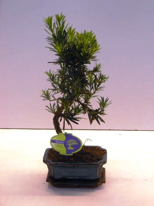 <h4>Podocarpus macrophyllus, 15cm., shape, with drip tray</h4>