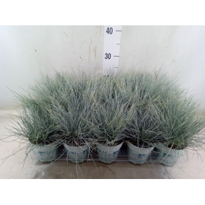 Festuca glauca 'Compacta Blue'