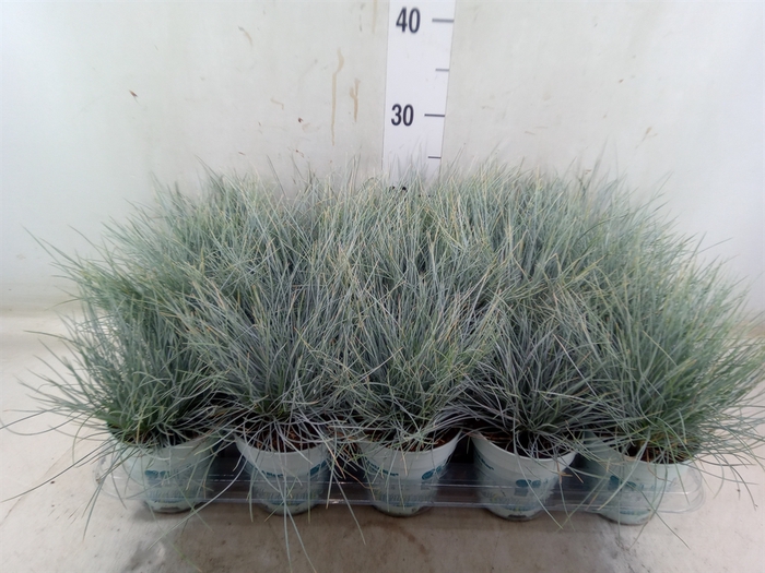 <h4>Festuca glauca 'Compacta Blue'</h4>