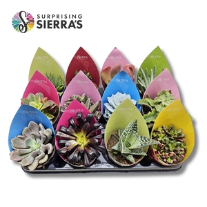Surprise® - Succulents Mix (Deluxe)