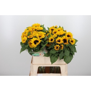 Helian An Orange Fir