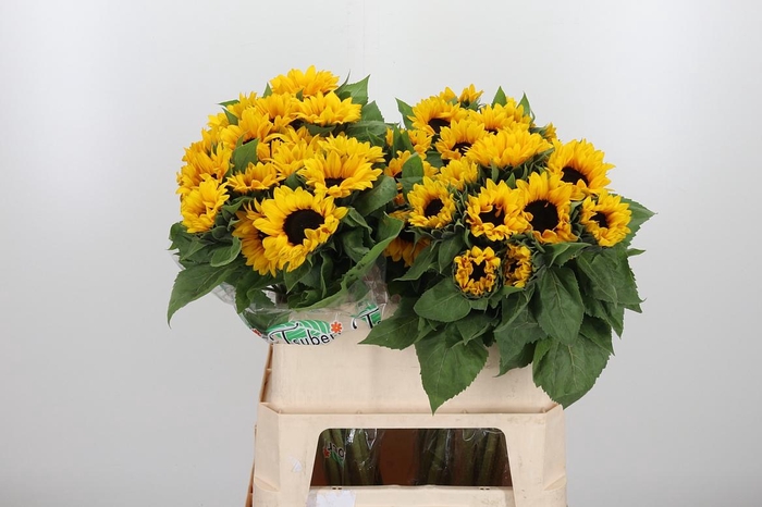 <h4>Helian An Orange Fir</h4>