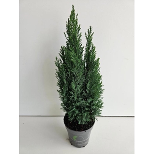 Chamaecyparis L Ellwoodii