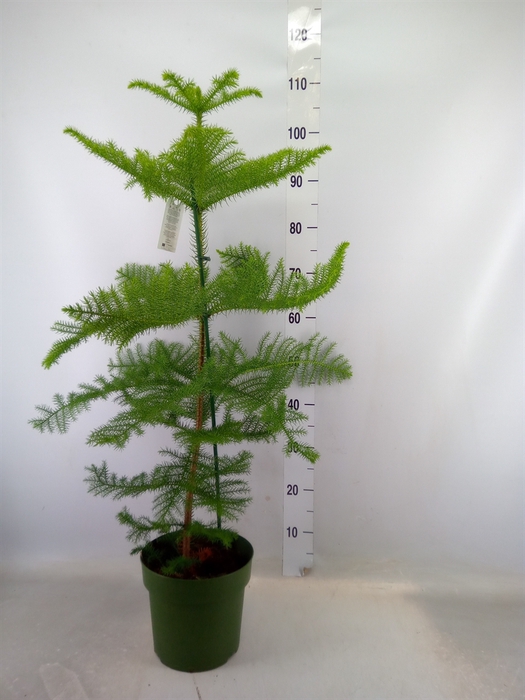 <h4>Araucaria heterophylla</h4>