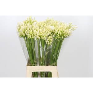 Agapanthus Gletsjer