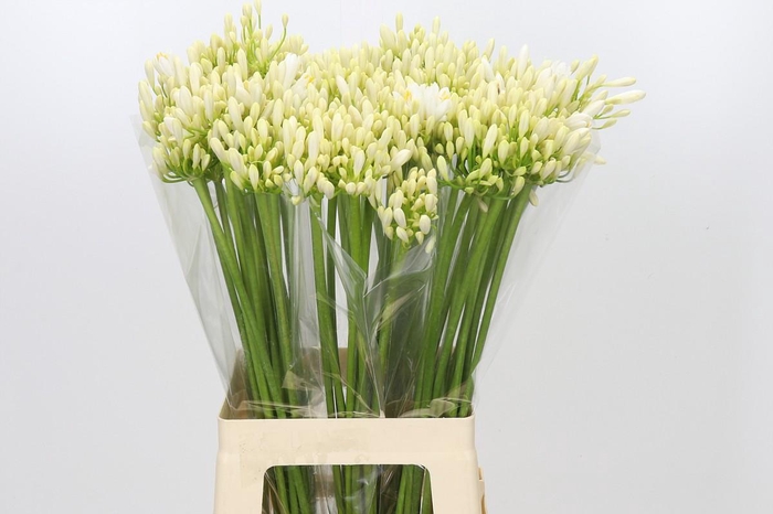 <h4>Agapanthus Gletsjer</h4>