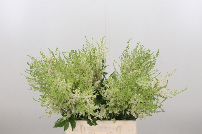 <h4>Astilbe Diamant</h4>