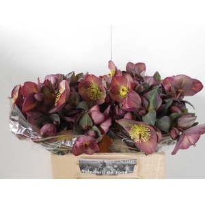 HELL FRK DANA DULCET