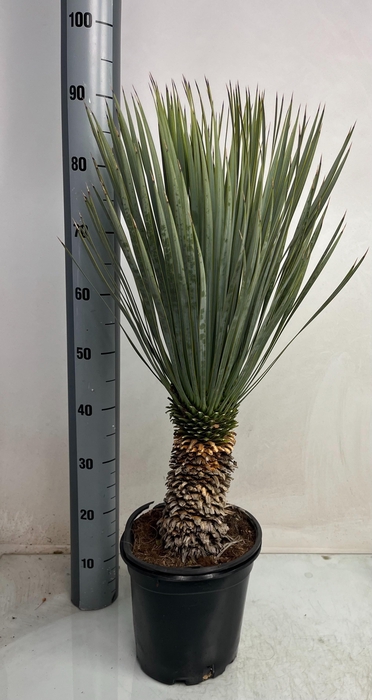 <h4>YUC ROSTRATA</h4>