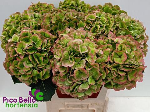 <h4>Hydrangea my beautiful vienna classic</h4>