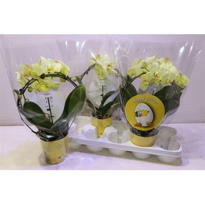 arr8 Phal Wonder Yellow Mirror