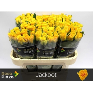 R GR JACKPOT+