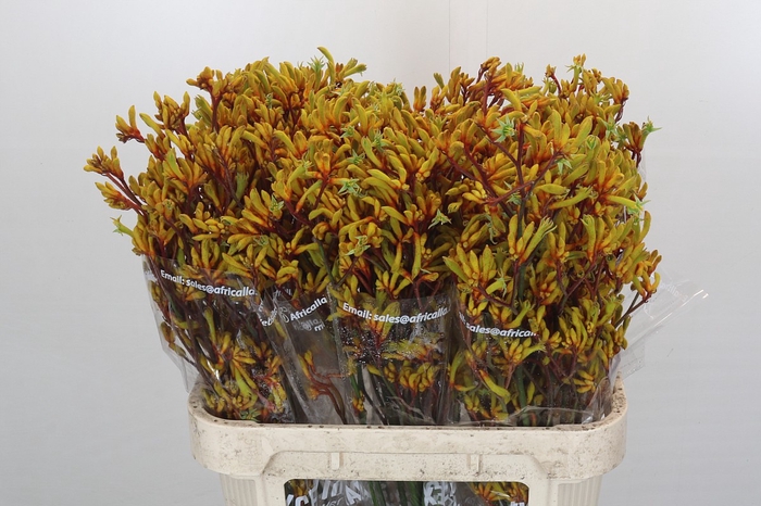 <h4>Kangaroo Paw Gold Fever</h4>