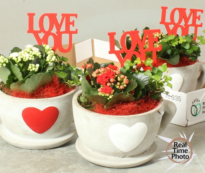 <h4>ARR KAMERPL</h4>