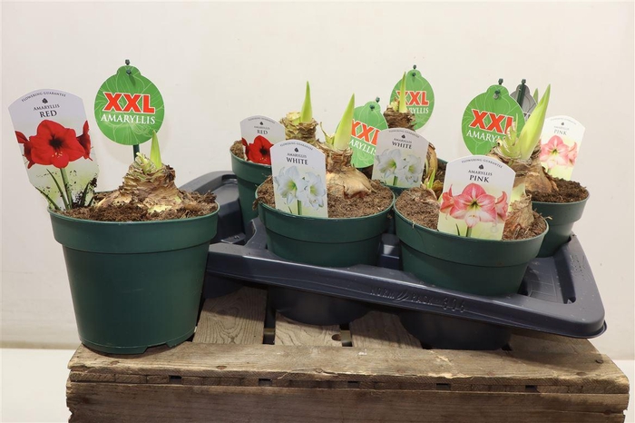 <h4>Hipp Gem 3 Srt Xxl</h4>