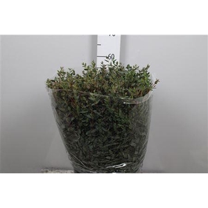 Euc Parvifolia Per Bunch Extra