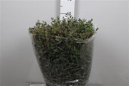 <h4>Euc Parvifolia Per Bunch Extra</h4>