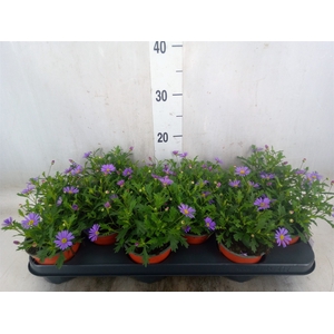Brachycome  'Brasco Violet'