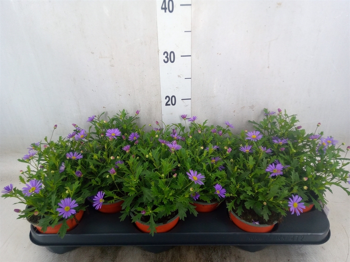 <h4>Brachycome  'Brasco Violet'</h4>