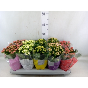 Kalanchoe blos. 'Perfecta'  ..mix 5