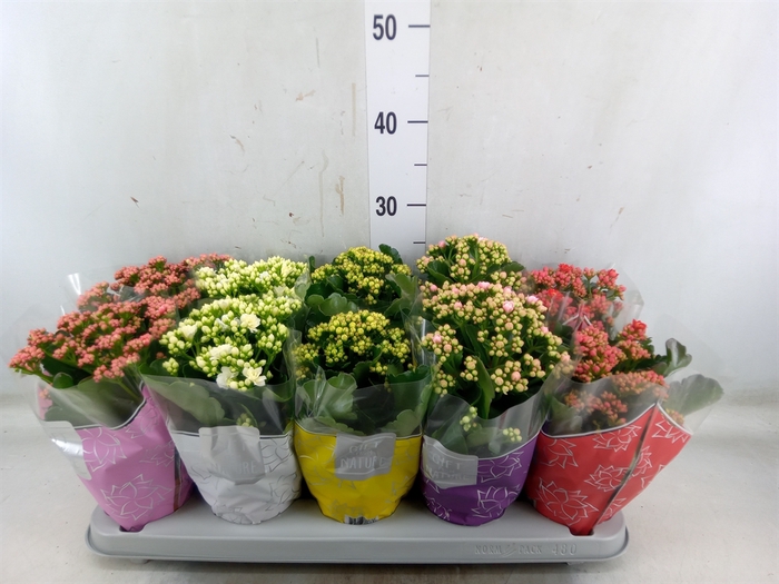 <h4>Kalanchoe blos. 'Perfecta'  ..mix 5</h4>