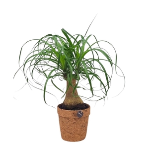 BEAUCARNEA RECUR