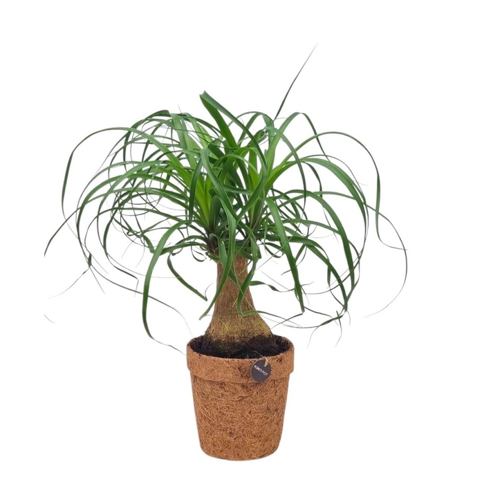 <h4>BEAUCARNEA RECUR</h4>
