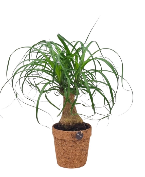 <h4>BEAUCARNEA RECUR</h4>