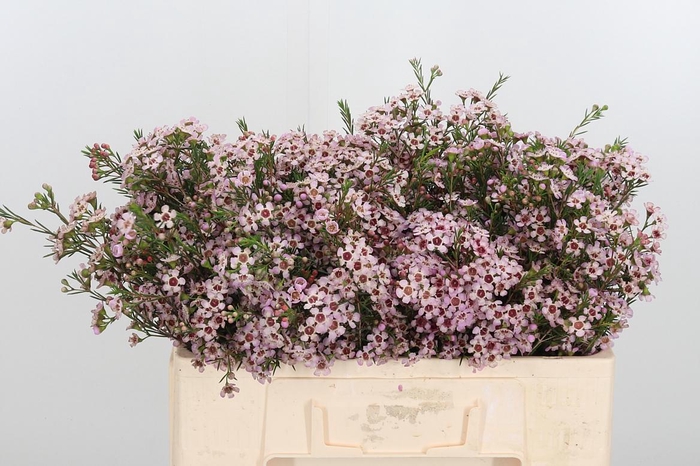 <h4>Chame Un Pink Dream</h4>